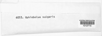 Ophiobolus vulgaris image